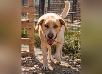 Alfonso ❤️ kinderlieber, fröhlicher, so freundlicher Bracke-Mix