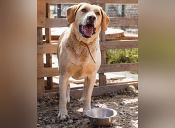 Alfonso ❤️ kinderlieber, fröhlicher, so freundlicher Bracke-Mix