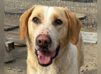 Alfonso ❤️ kinderlieber, fröhlicher, so freundlicher Bracke-Mix