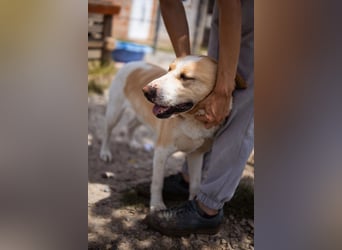 Alfonso ❤️ kinderlieber, fröhlicher, so freundlicher Bracke-Mix