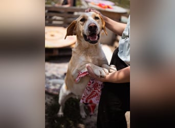 Alfonso ❤️ kinderlieber, fröhlicher, so freundlicher Bracke-Mix