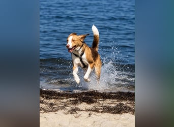 Pepe in 60386 Frankfurt sucht ein Zuhause