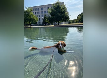 Pepe in 60386 Frankfurt sucht ein Zuhause