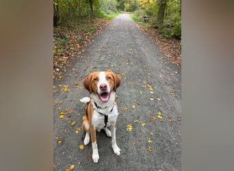 Pepe in 60386 Frankfurt sucht ein Zuhause