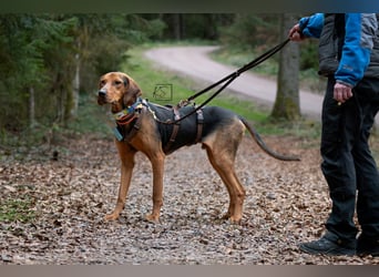 verschmuster Bracke Rüde Noah sucht ein Zuhause, Jagdhund, Schweißhund