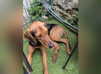 verschmuster Bracke Rüde Noah sucht ein Zuhause, Jagdhund, Schweißhund