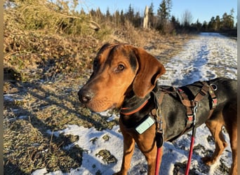 verschmuster Bracke Rüde Noah sucht ein Zuhause, Jagdhund, Schweißhund
