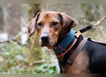 verschmuster Bracke Rüde Noah sucht ein Zuhause, Jagdhund, Schweißhund