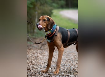 verschmuster Bracke Rüde Noah sucht ein Zuhause, Jagdhund, Schweißhund