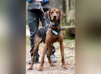verschmuster Bracke Rüde Noah sucht ein Zuhause, Jagdhund, Schweißhund