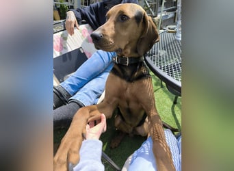 verschmuster Bracke Rüde Noah sucht ein Zuhause, Jagdhund, Schweißhund