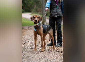 verschmuster Bracke Rüde Noah sucht ein Zuhause, Jagdhund, Schweißhund