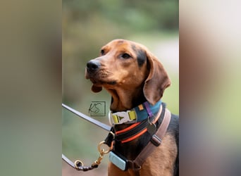 verschmuster Bracke Rüde Noah sucht ein Zuhause, Jagdhund, Schweißhund