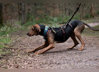 verschmuster Bracke Rüde Noah sucht ein Zuhause, Jagdhund, Schweißhund