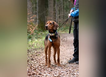 verschmuster Bracke Rüde Noah sucht ein Zuhause, Jagdhund, Schweißhund