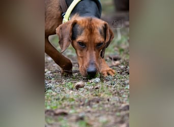 verschmuster Bracke Rüde Noah sucht ein Zuhause, Jagdhund, Schweißhund