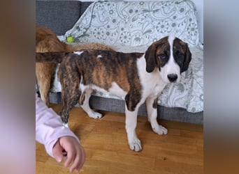 Kiwi ein absoluter Familienhund