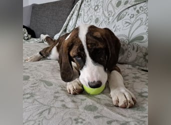 Kiwi ein absoluter Familienhund