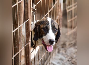 Kiwi ein absoluter Familienhund