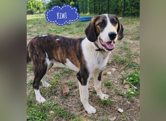 Kiwi ein absoluter Familienhund