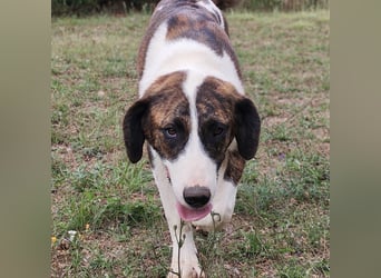 Kiwi ein absoluter Familienhund