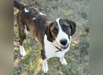 Kiwi ein absoluter Familienhund