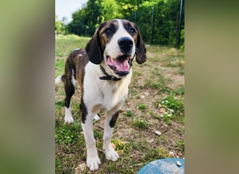 Kiwi ein absoluter Familienhund