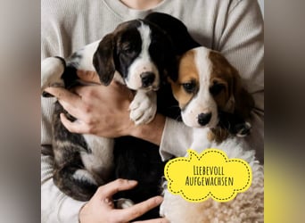 Kiwi ein absoluter Familienhund