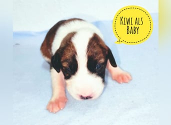 Kiwi ein absoluter Familienhund