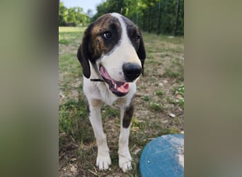 Kiwi ein absoluter Familienhund