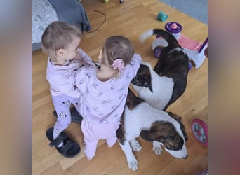 Kiwi ein absoluter Familienhund