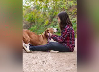 Max - unkomplizierte Savetal Bracke