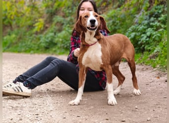 Max - unkomplizierte Savetal Bracke