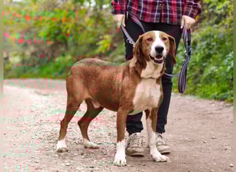 Max - unkomplizierte Savetal Bracke