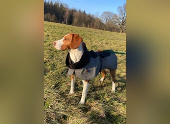 Rosie ♥️ wartet in 23617 Stockelsdorf auf dich