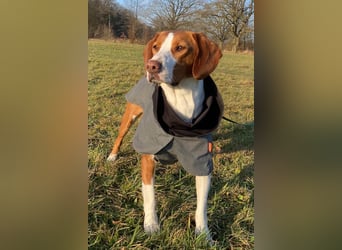 Rosie ♥️ wartet in 23617 Stockelsdorf