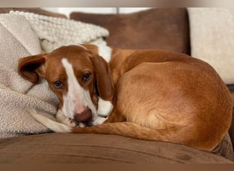 Rosie ♥️ wartet in 23617 Stockelsdorf