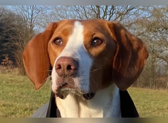 Rosie ♥️ wartet in 23617 Stockelsdorf