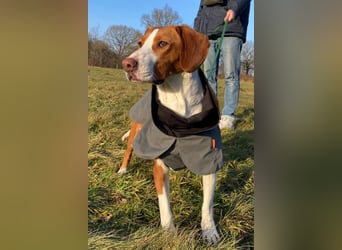 Rosie ♥️ wartet in 23617 Stockelsdorf auf dich