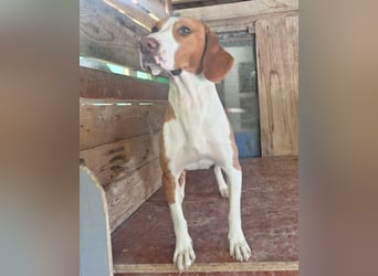 Rosie ♥️ liebevolle, aktive Bracken-Lady