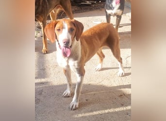 Rosie ♥️ liebevolle, aktive Bracken-Lady