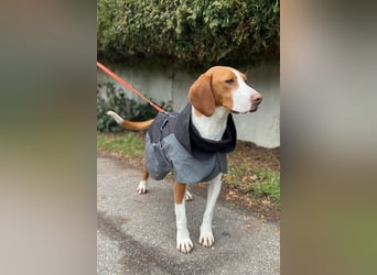 Rosie ♥️ wartet in 23617 Stockelsdorf auf dich