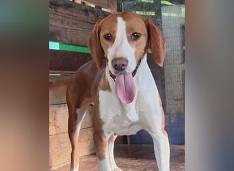 Rosie ♥️ liebevolle, aktive Bracken-Lady