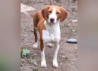 Rosie ♥️ liebevolle, aktive Bracken-Lady