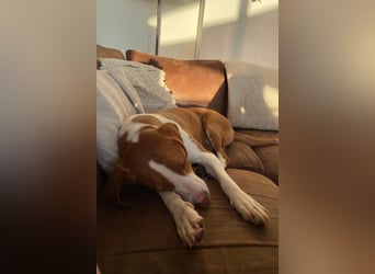 Rosie ♥️ wartet in 23617 Stockelsdorf auf dich