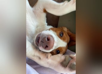 Rosie ♥️ wartet in 23617 Stockelsdorf auf dich