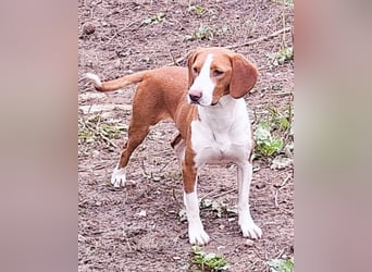 Rosie ♥️ liebevolle, aktive Bracken-Lady