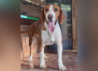 Rosie ♥️ liebevolle, aktive Bracken-Lady