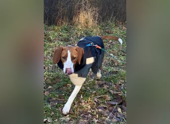 Rosie ♥️ wartet in 23617 Stockelsdorf