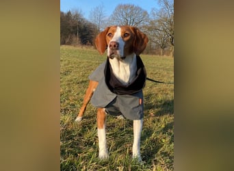 Rosie ♥️ wartet in 23617 Stockelsdorf